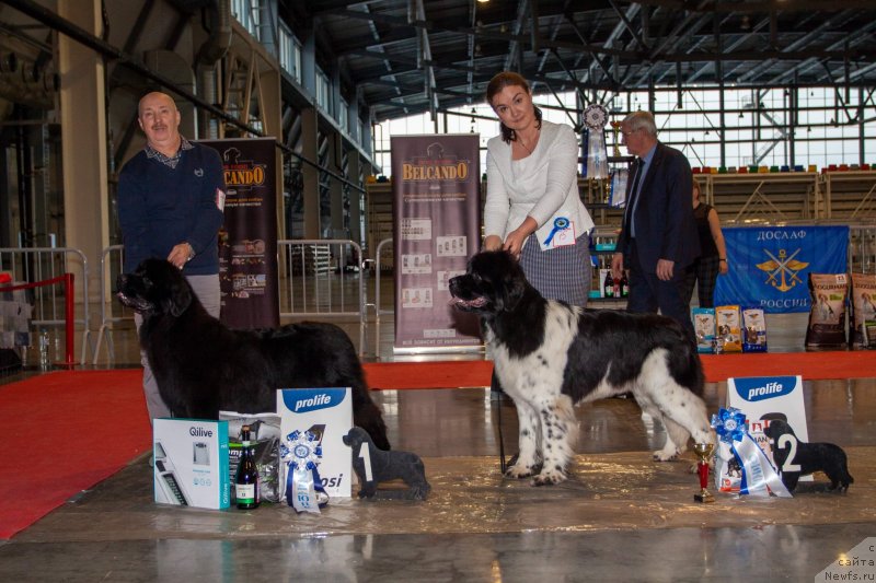 Фото: ньюфаундленд Вятский Медведь Принцесса Пролине