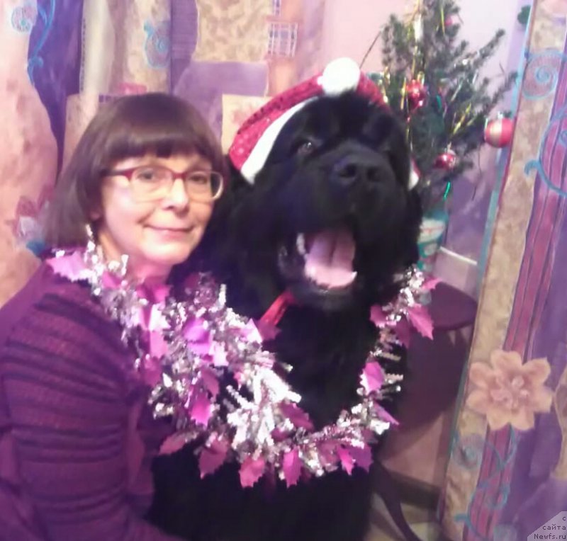 Фото: ньюфаундленд Акватория Келвин Злата