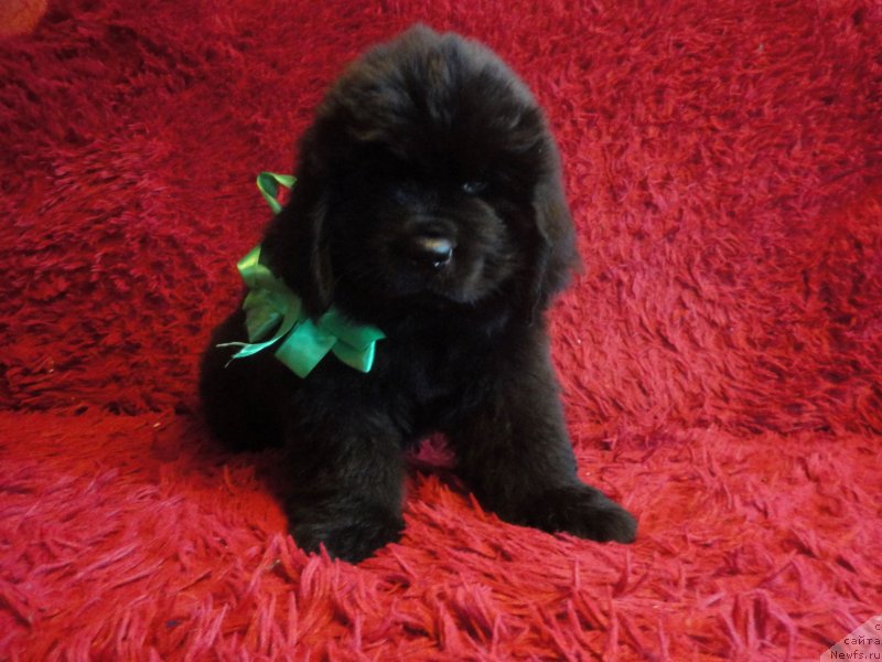 Фото: ньюфаундленд Енисей Шевалье