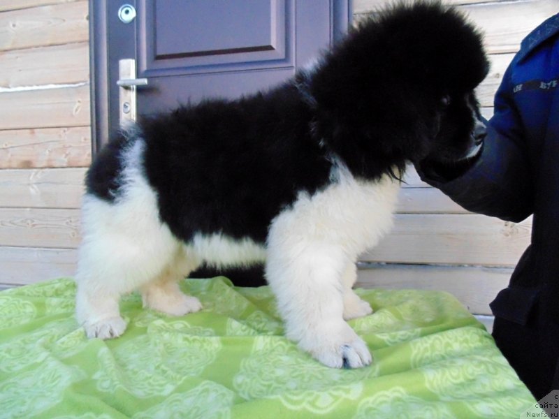 Фото: ньюфаундленд Контио от Карельских Медведей