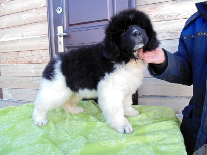 Фото: ньюфаундленд Контио от Карельских Медведей