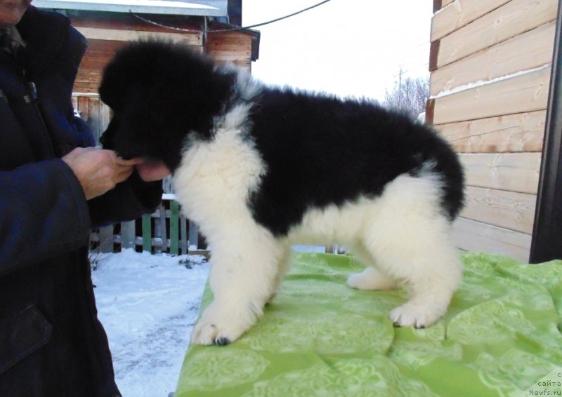 Фото: ньюфаундленд Контио от Карельских Медведей