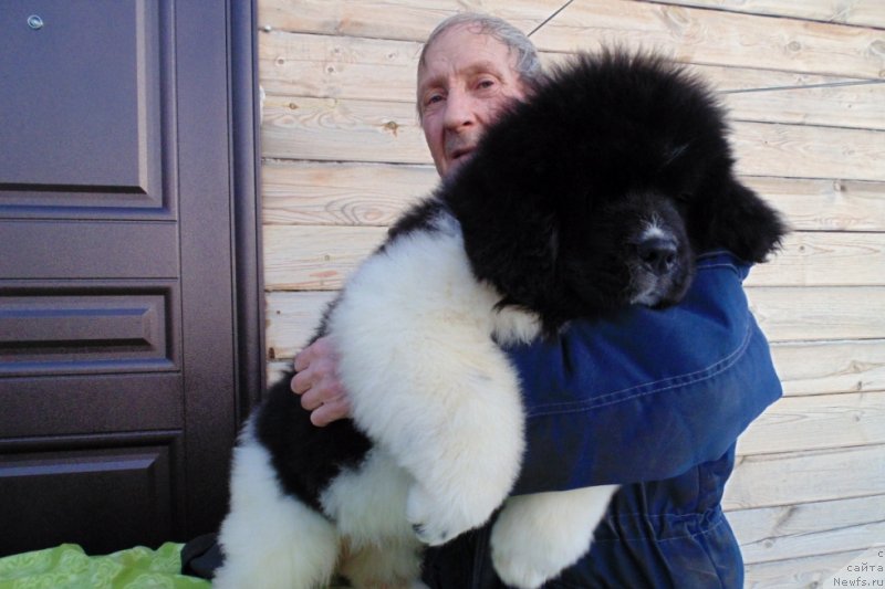 Фото: ньюфаундленд Контио от Карельских Медведей