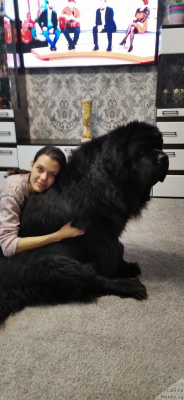 Фото: ньюфаундленд Дак Прайд Ван Гог (Dark Pride Van Gogh)