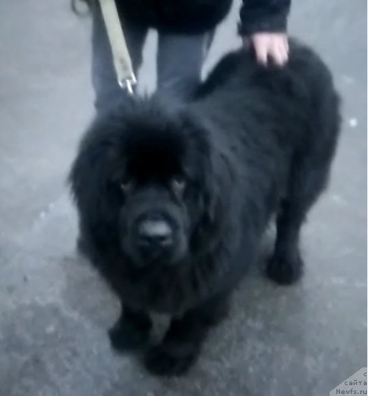 Фото: ньюфаундленд Смигар Голден Рул