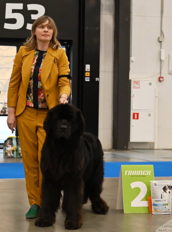 Фото: ньюфаундленд Супер Премиум Экселенс Эксесс (Super Premium Excellent Excess)