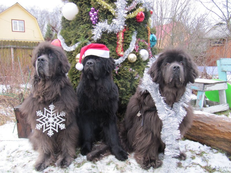 Фотография № 245838