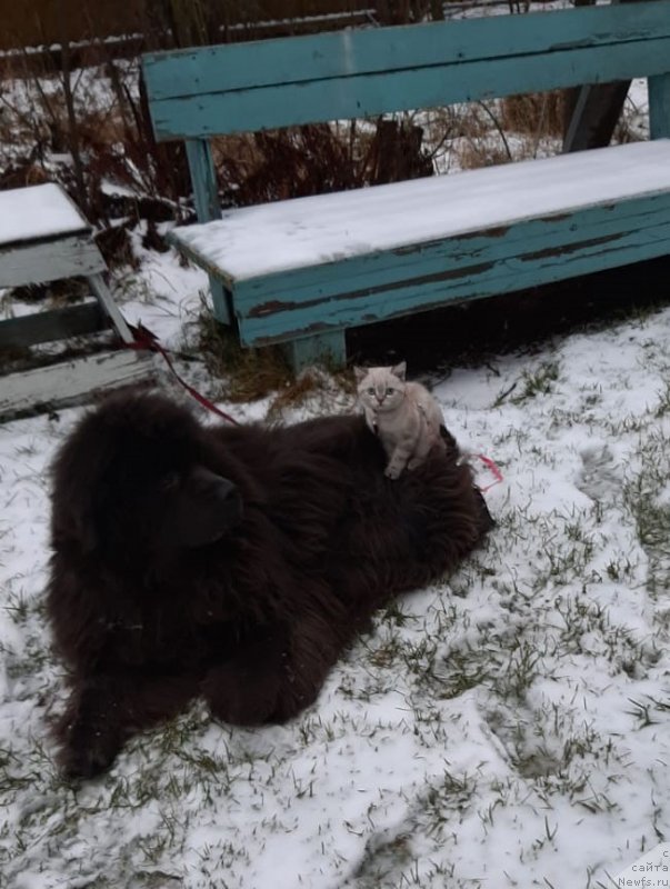 Фотография № 245843