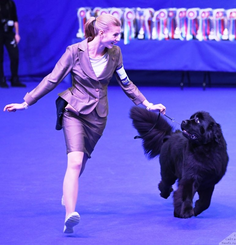 Фото: ньюфаундленд Смигар Глейд Спринг (Smigar Glade Spring)