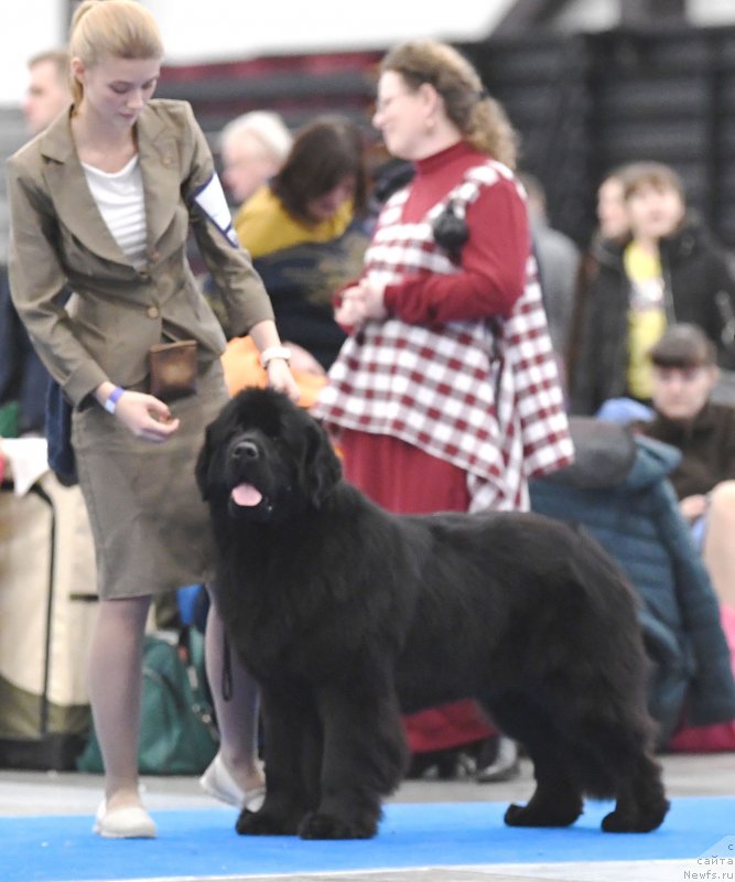 Фото: ньюфаундленд Смигар Глейд Спринг (Smigar Glade Spring)