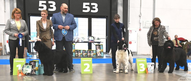 Фото: ньюфаундленд Смигар Глейд Спринг (Smigar Glade Spring)