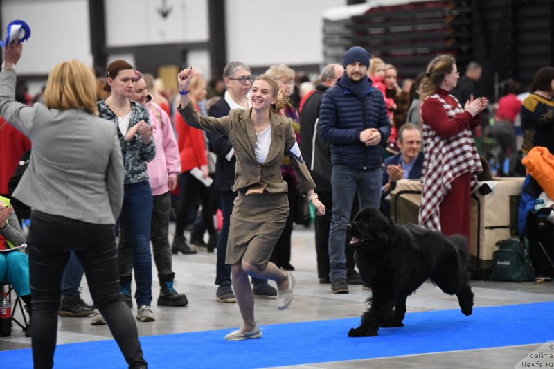Фото: ньюфаундленд Смигар Глейд Спринг (Smigar Glade Spring)