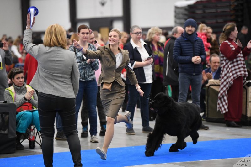 Фото: ньюфаундленд Смигар Глейд Спринг (Smigar Glade Spring)