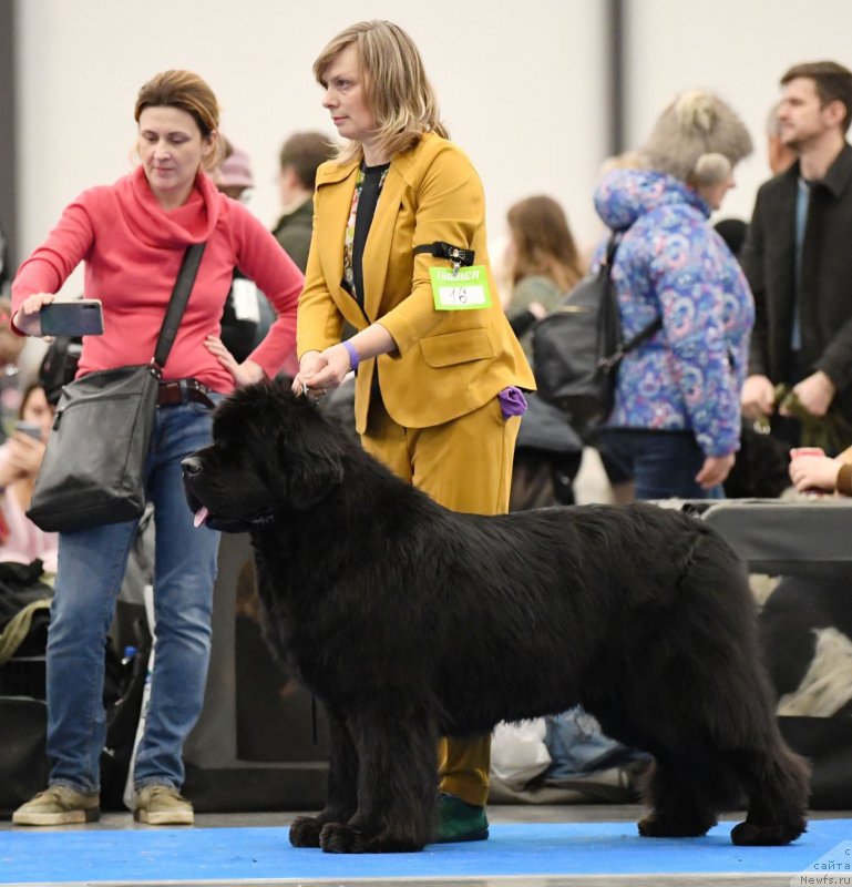 Фото: ньюфаундленд Смигар Агдай Виртус (Smigar Agday Virtus)