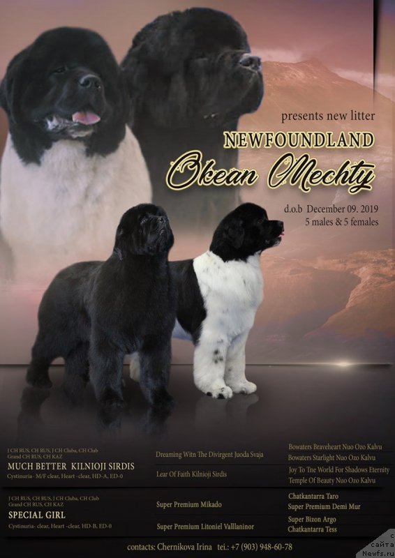 Фото: ньюфаундленд Much Better Kilnioji Sirdis, ньюфаундленд Специал Герл (Special Girl)