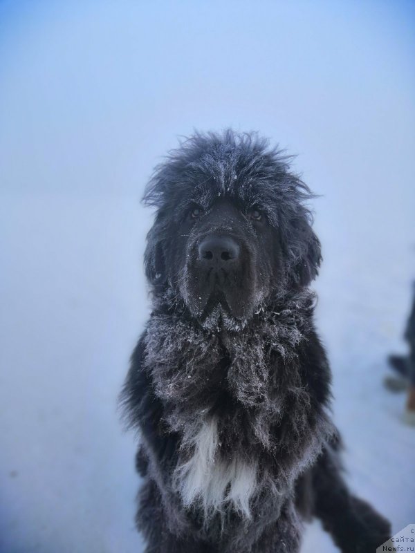 Фото: ньюфаундленд Владыка Гор Априори Астера (Vladyka Gor Apriori Astera)