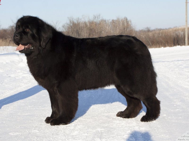 Фото: ньюфаундленд Адель из Замка Мелвин (Adel iz Zamka Melvin), ньюфаундленд Адель из Замка Мелвин (Adel iz Zamka Melvin)