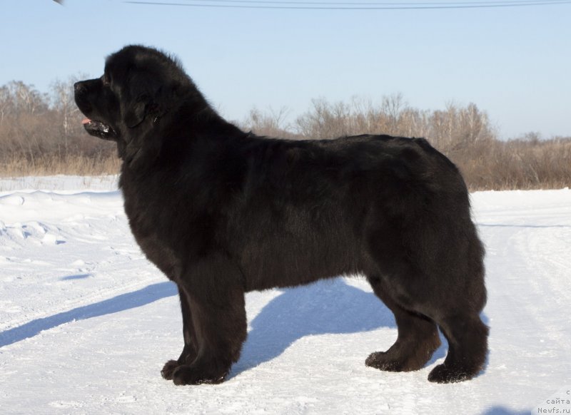 Фото: ньюфаундленд Адель из Замка Мелвин (Adel iz Zamka Melvin)