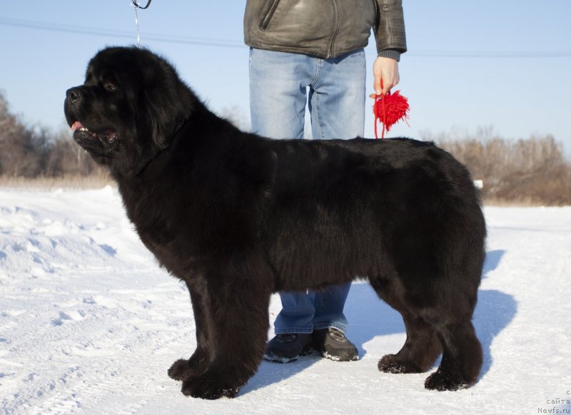 Фото: ньюфаундленд Адель из Замка Мелвин (Adel iz Zamka Melvin)