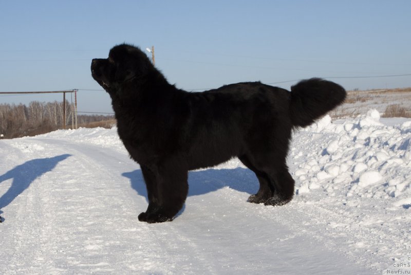 Фото: ньюфаундленд Адель из Замка Мелвин (Adel iz Zamka Melvin)