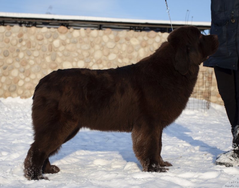 Фото: ньюфаундленд Восходящая Звезда из Замка Мелвин (Voshodyaschaya Zvezda Iz Zamka Melvin)