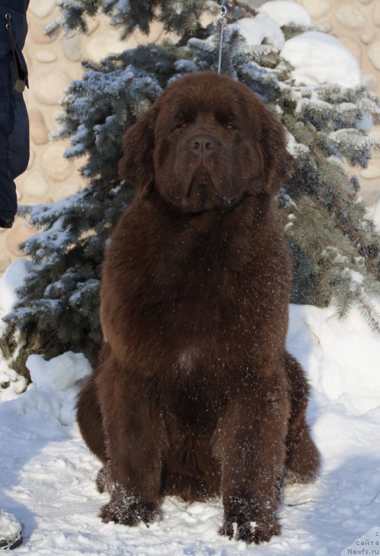 Фото: ньюфаундленд Восходящая Звезда из Замка Мелвин (Voshodyaschaya Zvezda Iz Zamka Melvin)