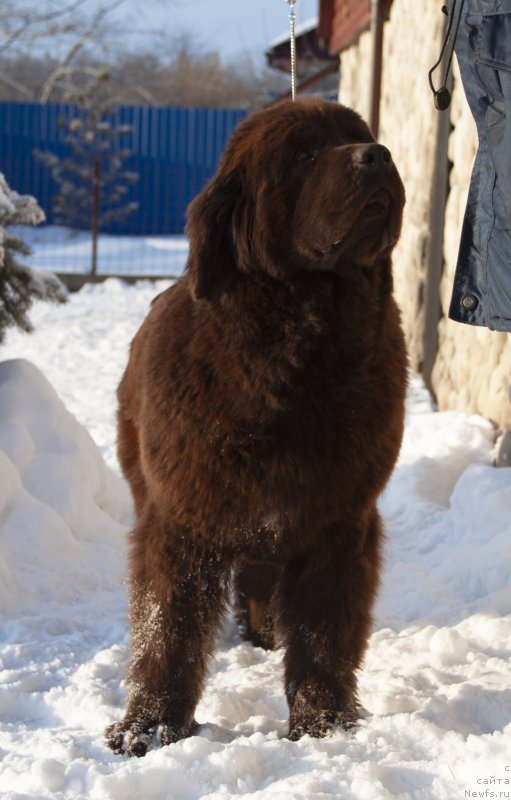 Фото: ньюфаундленд Восходящая Звезда из Замка Мелвин (Voshodyaschaya Zvezda Iz Zamka Melvin)
