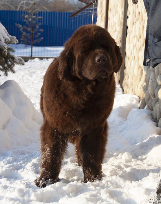 Фото: ньюфаундленд Восходящая Звезда из Замка Мелвин (Voshodyaschaya Zvezda Iz Zamka Melvin)