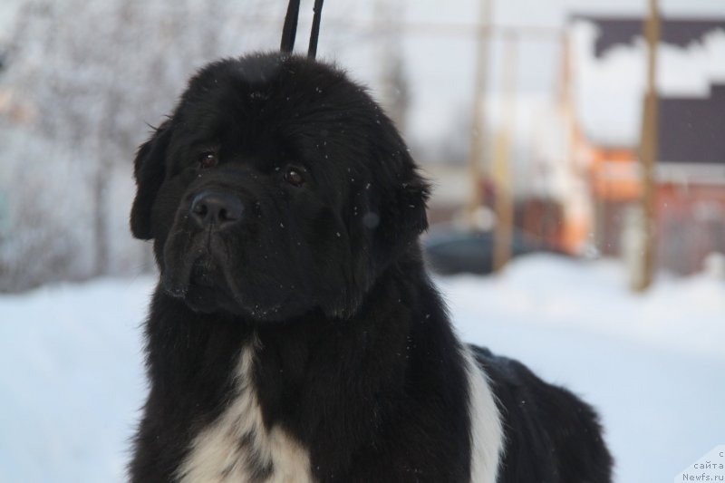 Фото: ньюфаундленд Аквиан Сонг Цафира (Akvian Song Cafira)