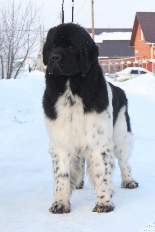 Фото: ньюфаундленд Аквиан Сонг Цафира (Akvian Song Cafira)