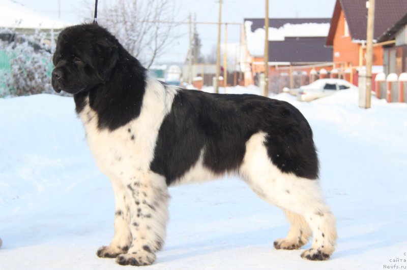 Фото: ньюфаундленд Аквиан Сонг Цафира (Akvian Song Cafira)