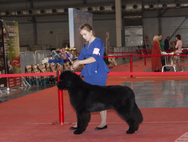 Фото: ньюфаундленд Гармония из Замка Мелвин (Garmoniya iz Zamka Melvin)