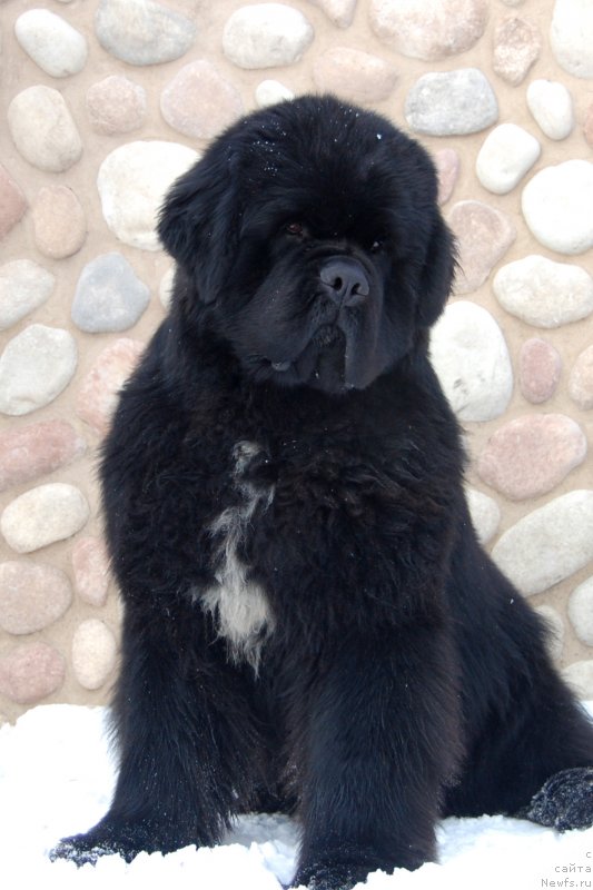 Фото: ньюфаундленд Даркфлайт Изумруд для Замка Мелвин (Darkflight Izumrud dlya Zamka Melvin)