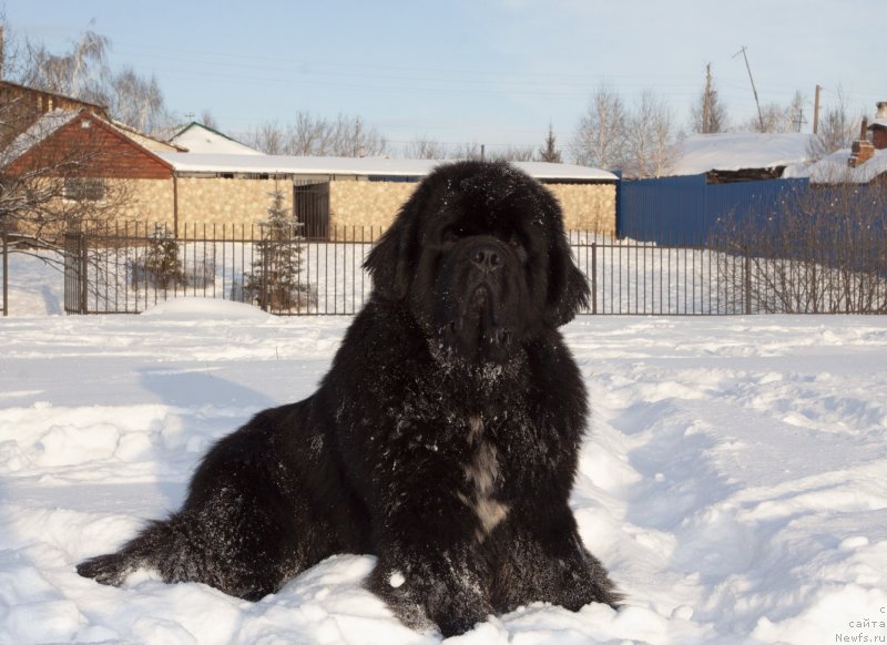 Фото: ньюфаундленд Даркфлайт Изумруд для Замка Мелвин (Darkflight Izumrud dlya Zamka Melvin)