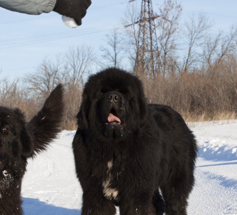 Фото: ньюфаундленд Даркфлайт Изумруд для Замка Мелвин (Darkflight Izumrud dlya Zamka Melvin)