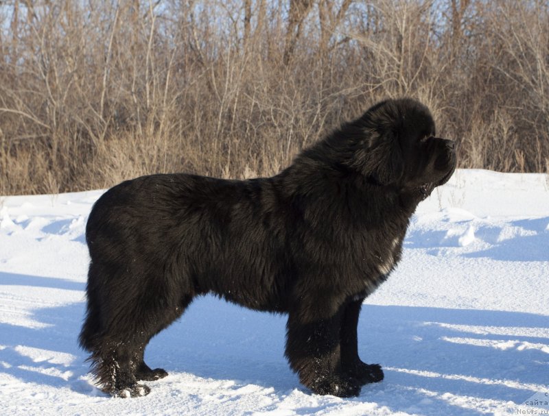 Фото: ньюфаундленд Даркфлайт Изумруд для Замка Мелвин (Darkflight Izumrud dlya Zamka Melvin)