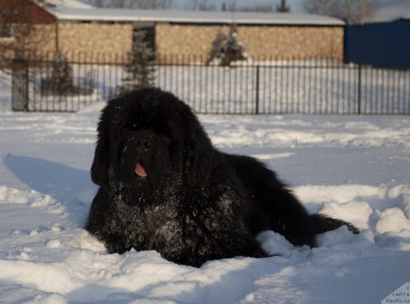 Фото: ньюфаундленд Даркфлайт Изумруд для Замка Мелвин (Darkflight Izumrud dlya Zamka Melvin)
