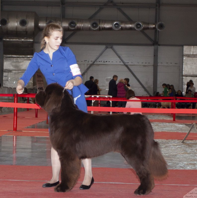 Фото: ньюфаундленд Галантный Кавалер из Замка Мелвин (Galantniy Kavaler iz Zamka Melvin)