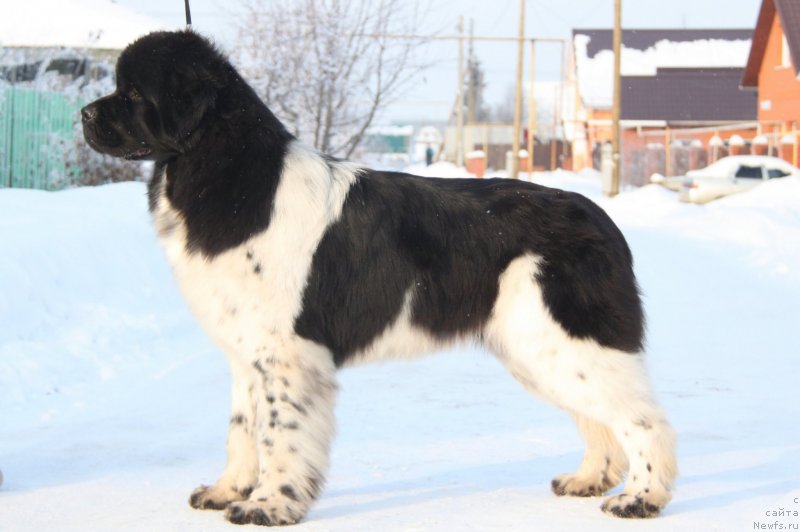 Фото: ньюфаундленд Аквиан Сонг Цафира (Akvian Song Cafira)