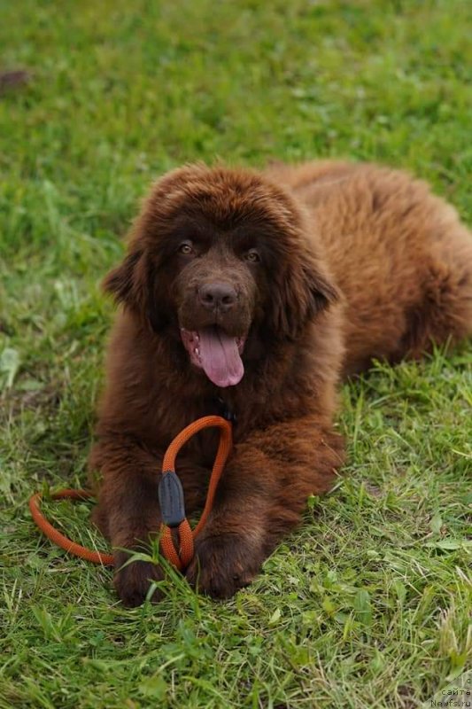 Фото: ньюфаундленд Обуш Шед Мэйд ин Юрал (Obush Shed Made in Ural)
