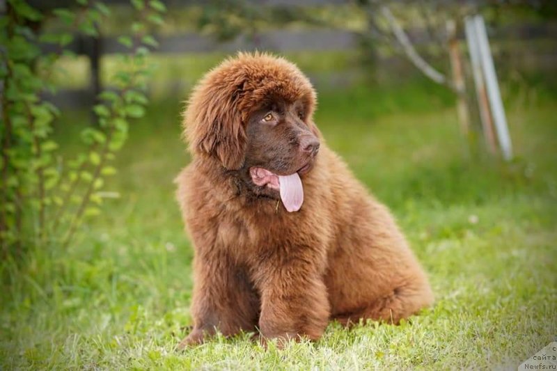 Фото: ньюфаундленд Обуш Шед Мэйд ин Юрал (Obush Shed Made in Ural)