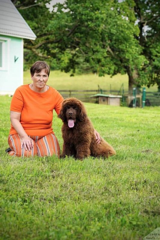 Фото: ньюфаундленд Обуш Шед Мэйд ин Юрал (Obush Shed Made in Ural)