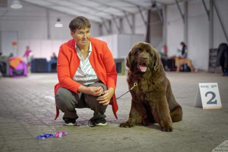Фото: ньюфаундленд Обуш Шед Мэйд ин Юрал (Obush Shed Made in Ural)