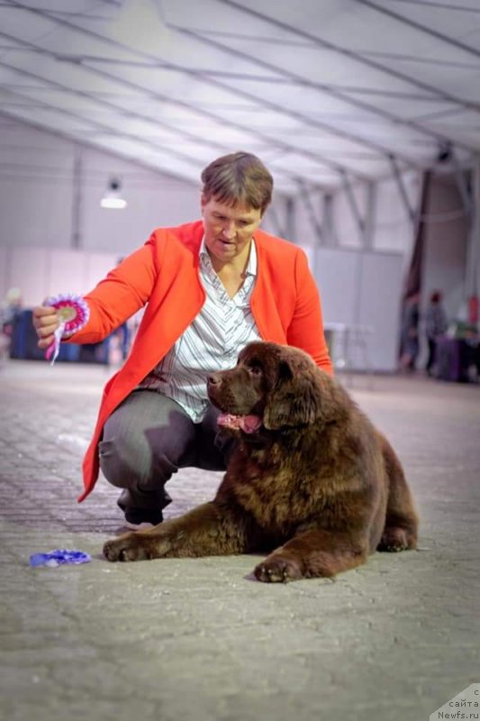 Фото: ньюфаундленд Обуш Шед Мэйд ин Юрал (Obush Shed Made in Ural)