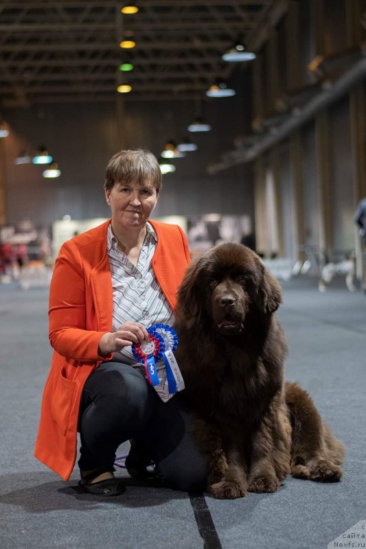 Фото: ньюфаундленд Обуш Шед Мэйд ин Юрал (Obush Shed Made in Ural)