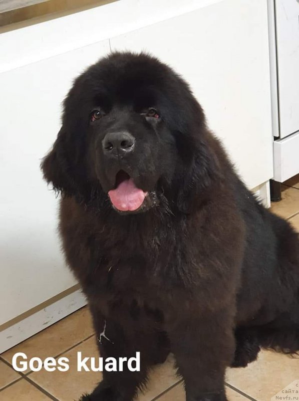 Фото: ньюфаундленд Обуш Шед Мун Сигра Пу (Obush Shed Mun Sigra Pu)