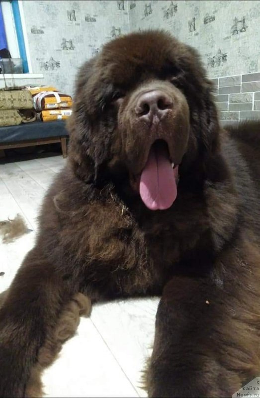 Фото: ньюфаундленд Обуш Шед Мёд Слаще Янтаря (Obush Shed Myod Slashche Yantarya)