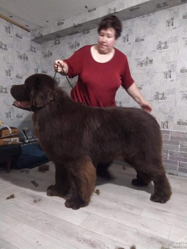 Фото: ньюфаундленд Обуш Шед Мёд Слаще Янтаря (Obush Shed Myod Slashche Yantarya)