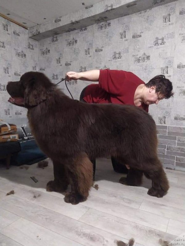 Фото: ньюфаундленд Обуш Шед Мёд Слаще Янтаря (Obush Shed Myod Slashche Yantarya)