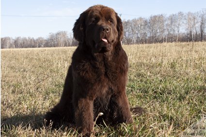 Фото: ньюфаундленд Восходящая Звезда из Замка Мелвин (Voshodyaschaya Zvezda Iz Zamka Melvin)